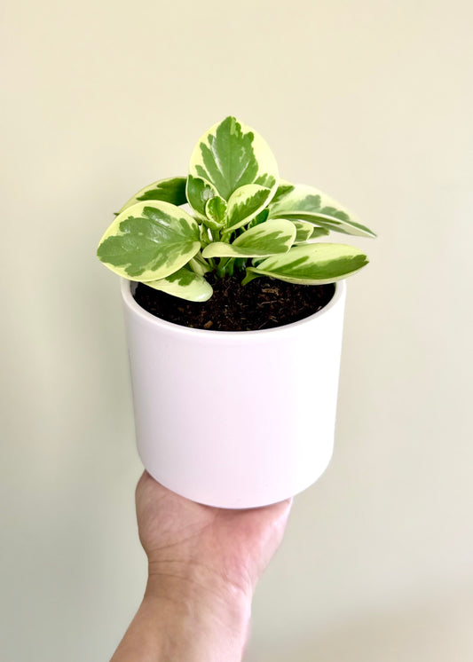 Peperomia Obtusifolia variegada