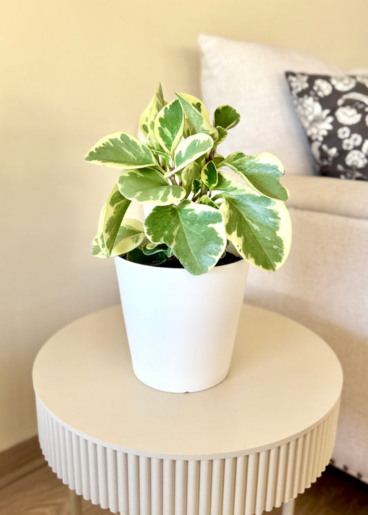 Peperomia Obtusifolia variegada