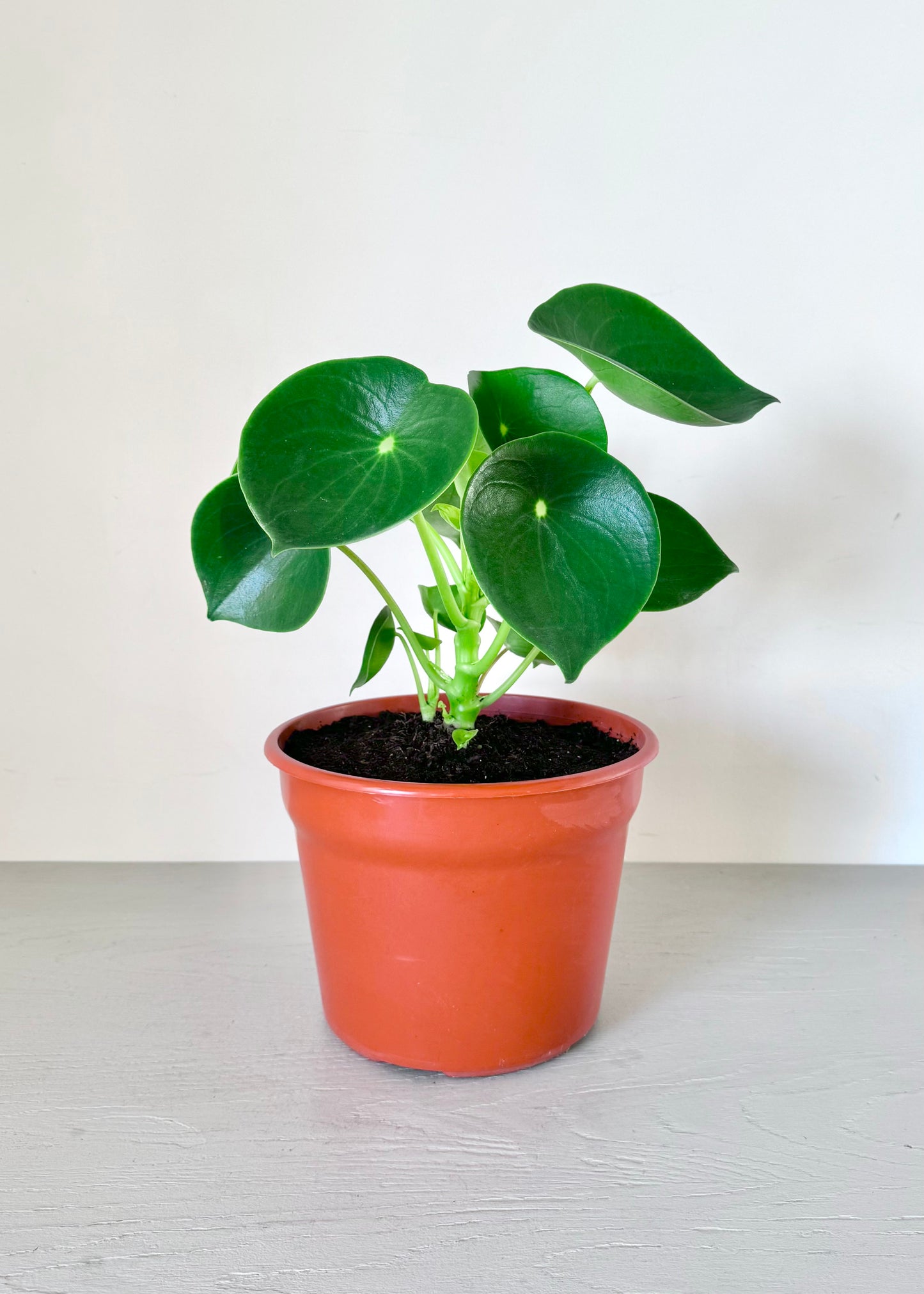 Peperomia Cucharita macetero acanalado