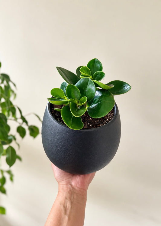 Peperomia Obtusifolia esfera