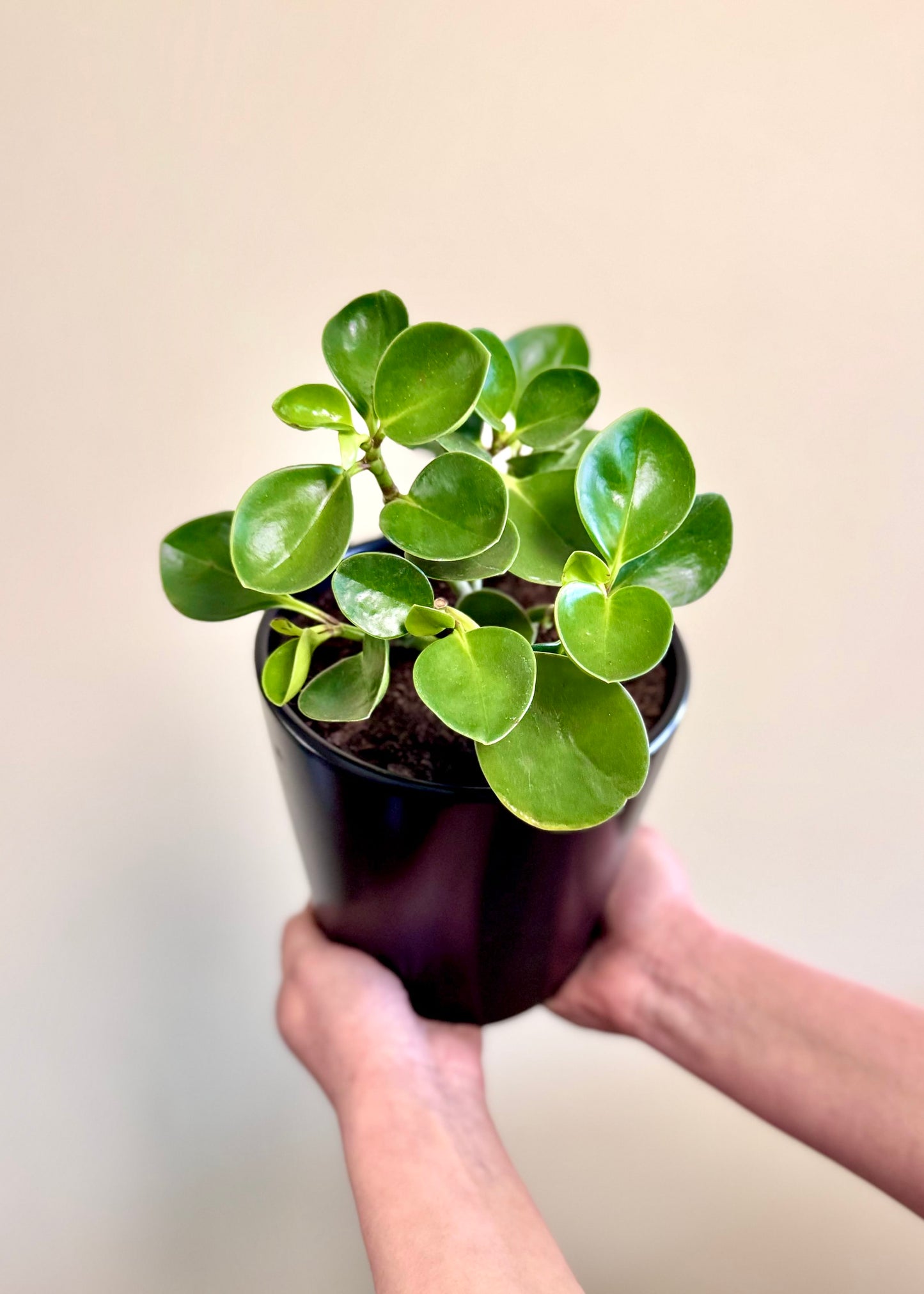 Peperomia Obtusifolia