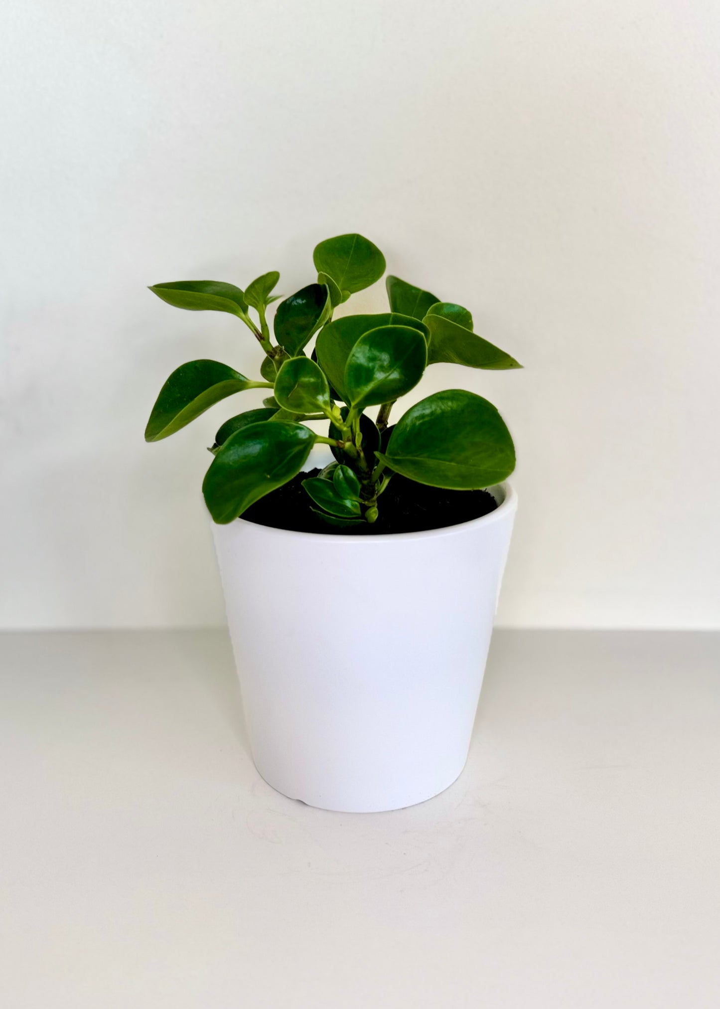 Peperomia Obtusifolia