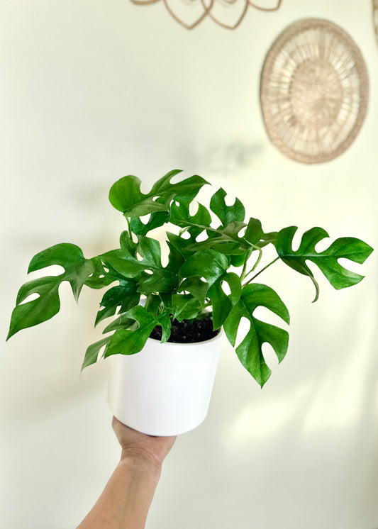 Raphidophora Tetrasperma (Mini Monstera)