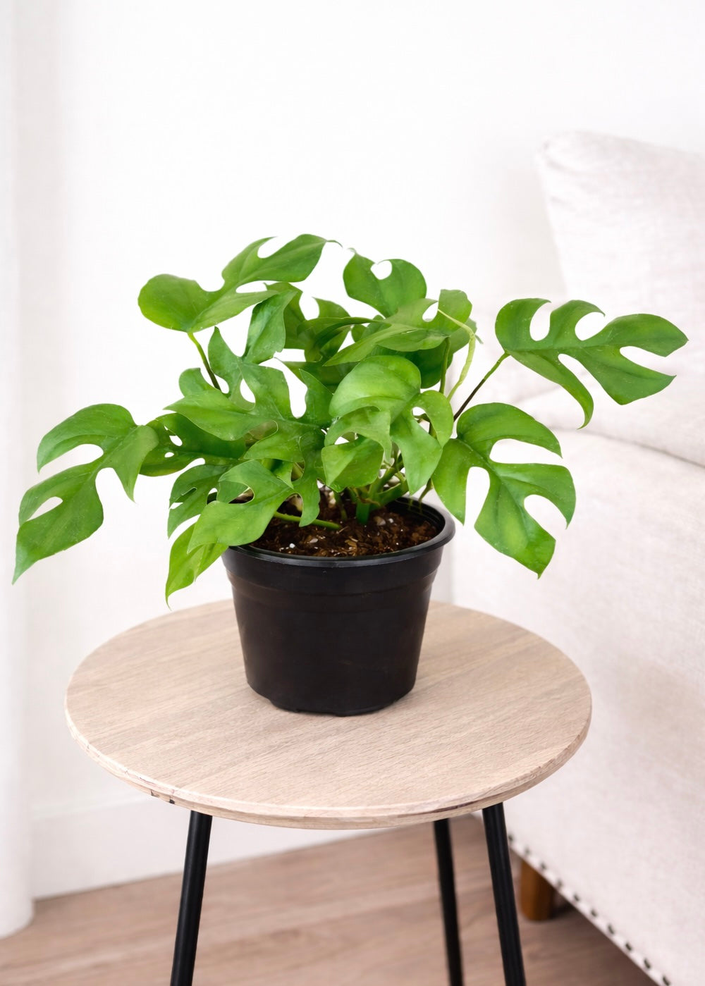 Raphidophora Tetrasperma (Mini Monstera)