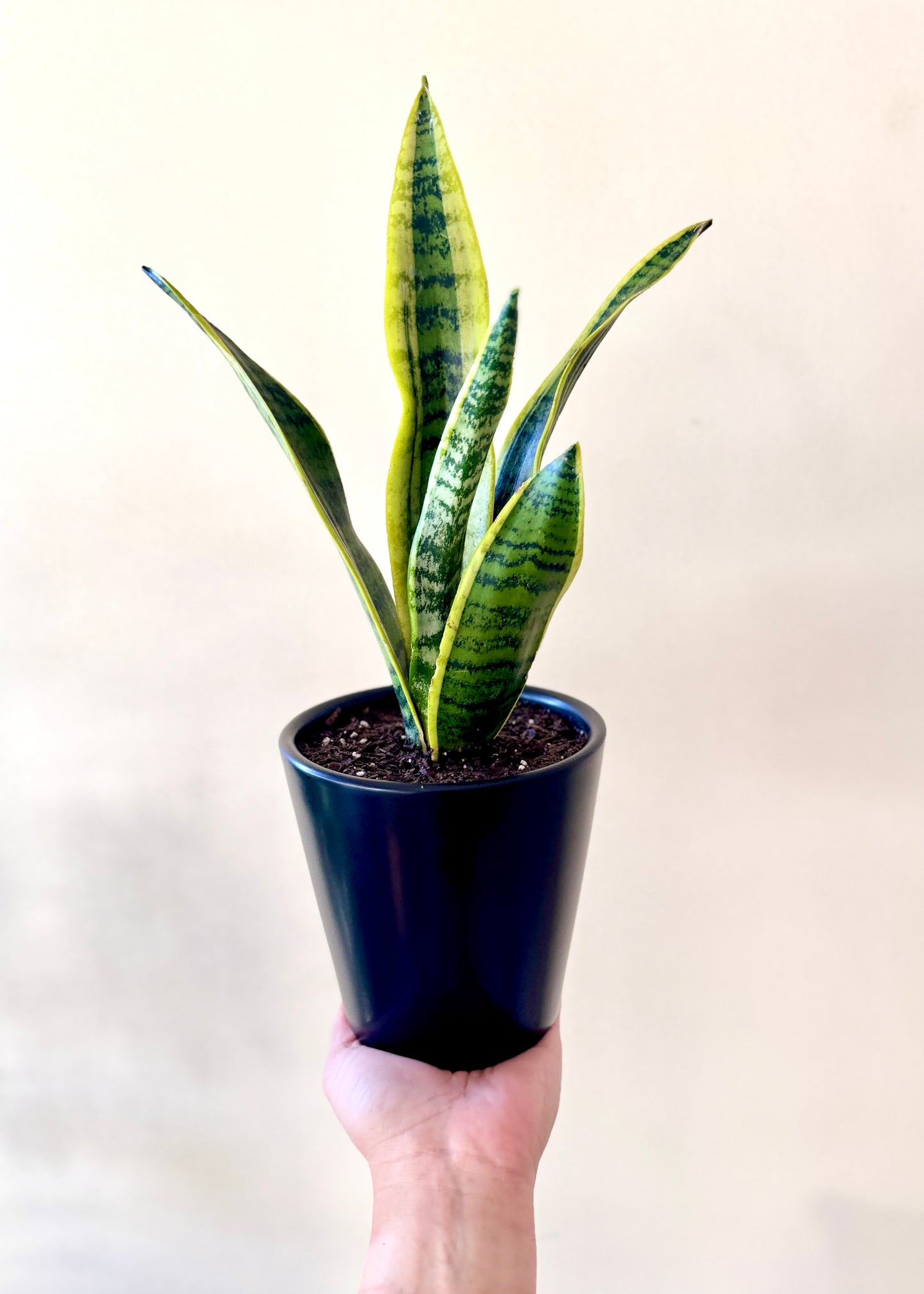 Sansevieria Laurentii S (lengua de suegra)