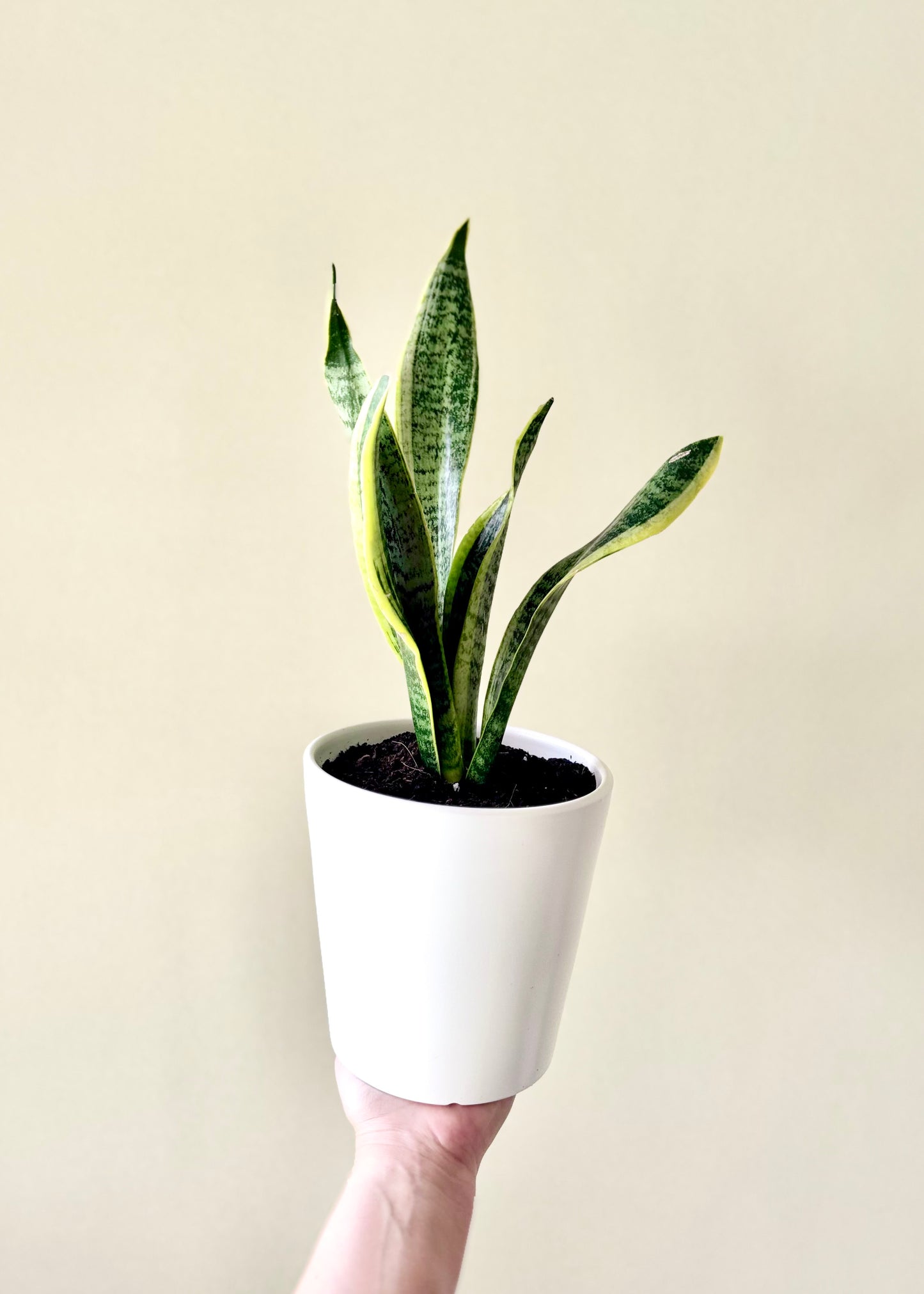 Sansevieria (lengua de suegra)