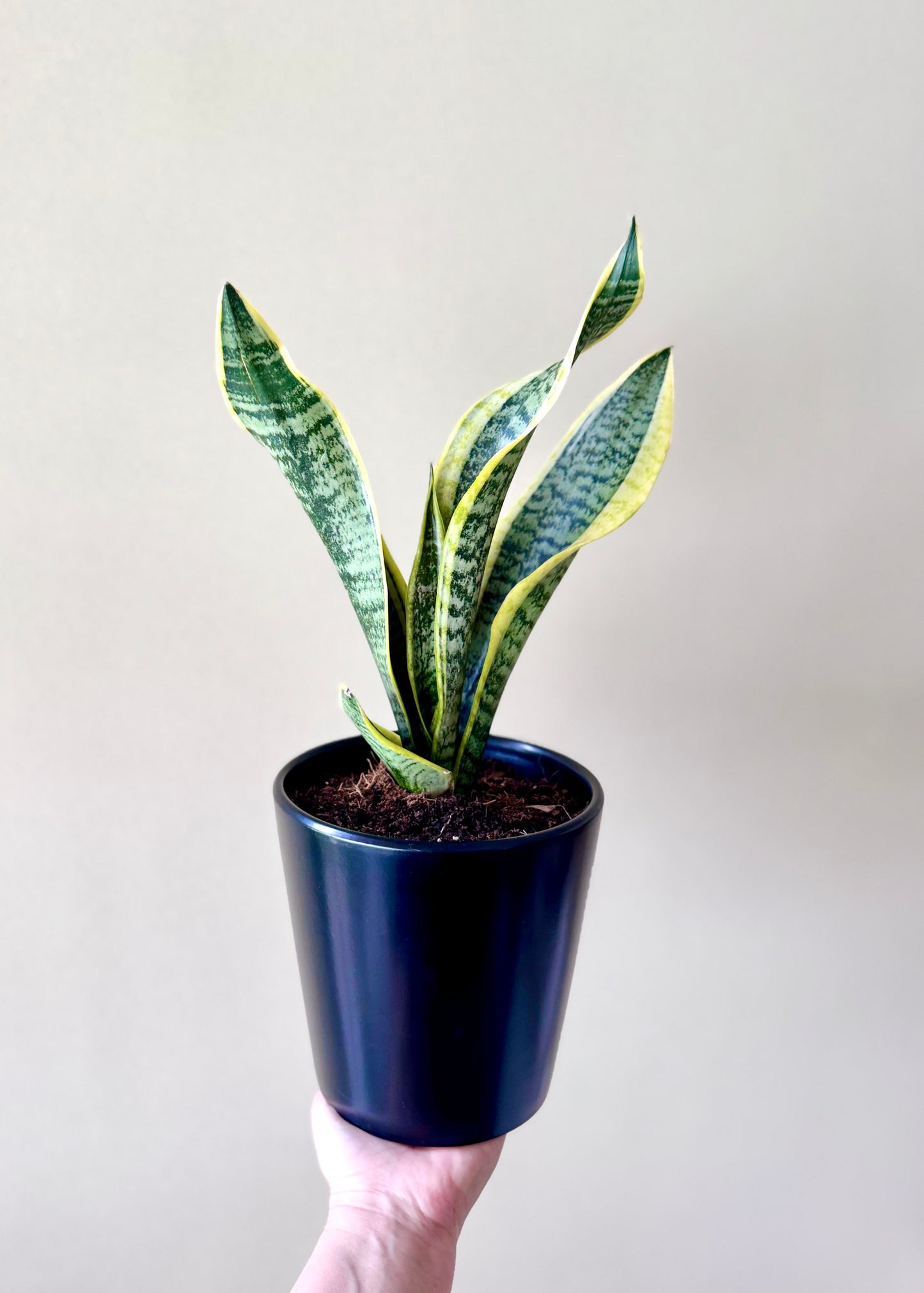 Sansevieria (lengua de suegra)