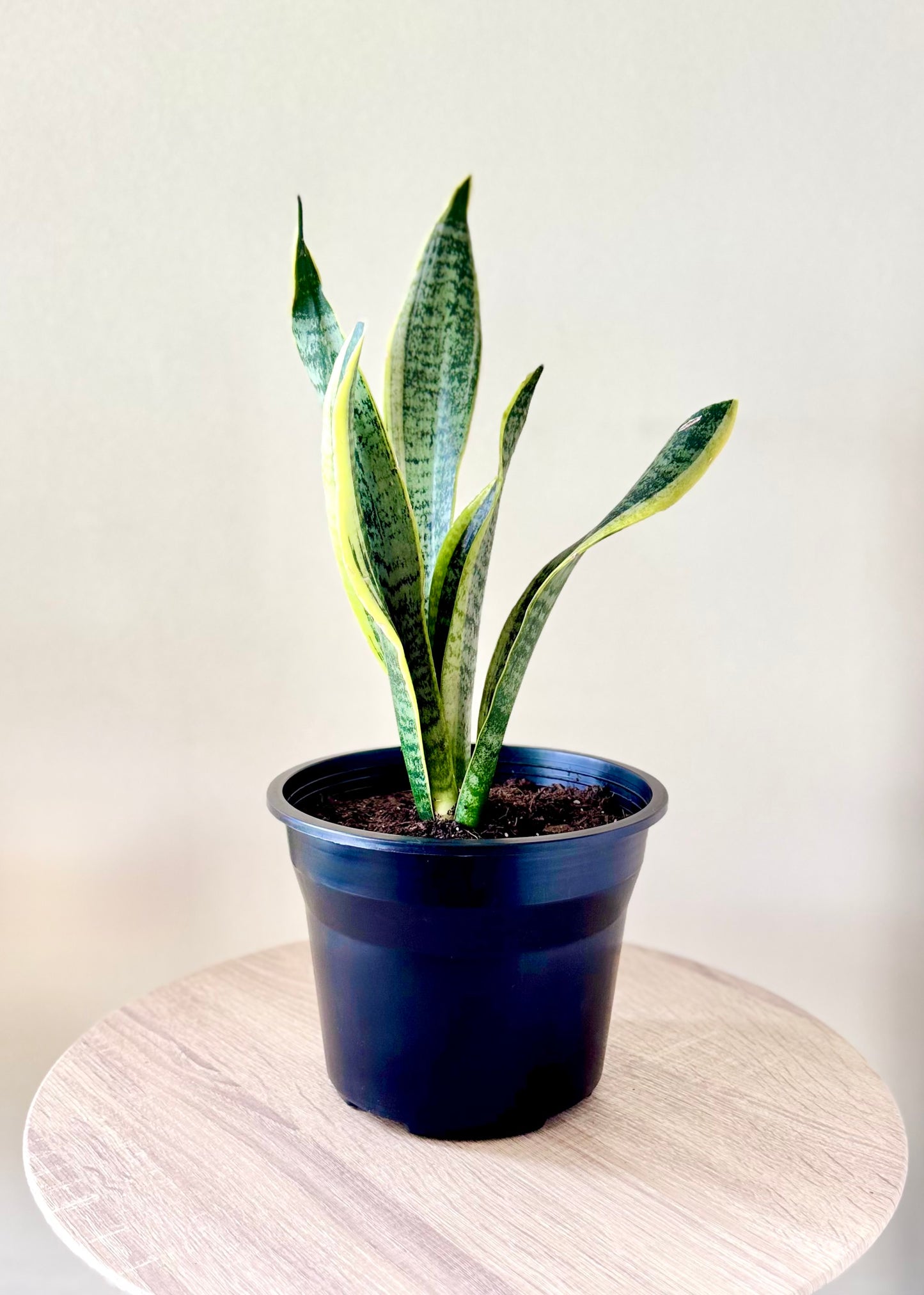 Sansevieria (lengua de suegra)