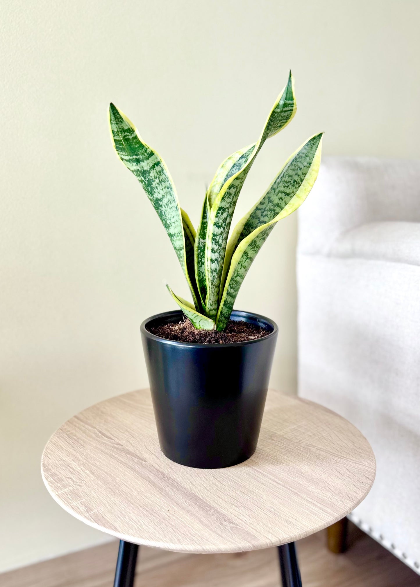 Sansevieria (lengua de suegra)