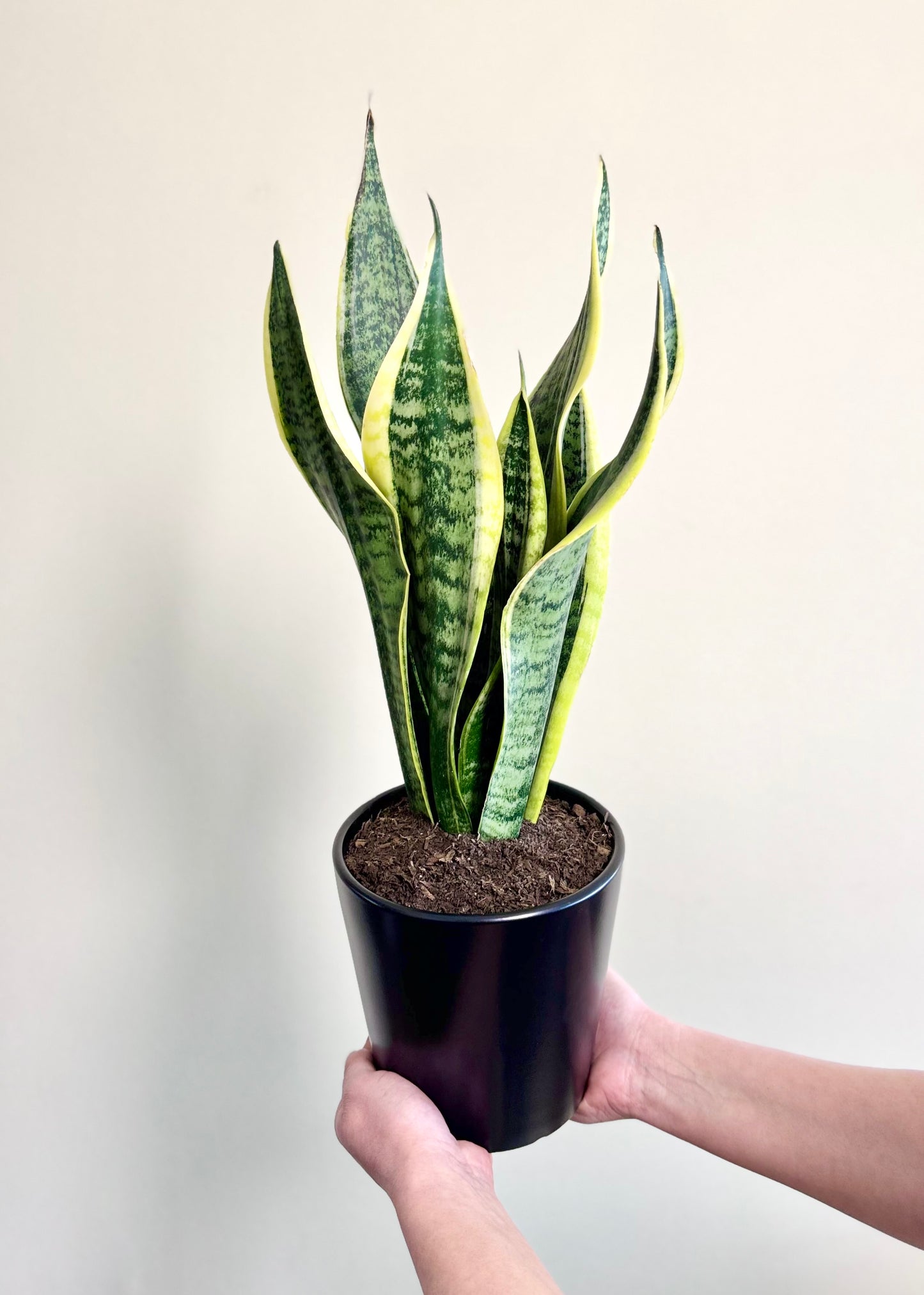 Sansevieria (lengua de suegra)