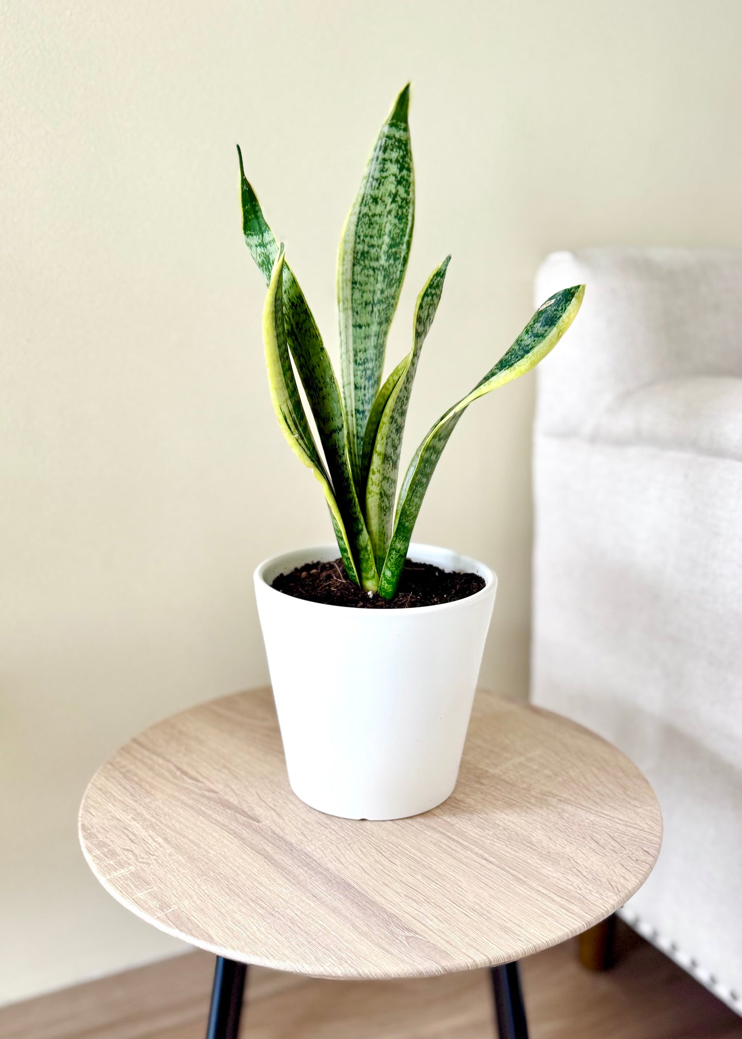 Sansevieria (lengua de suegra)