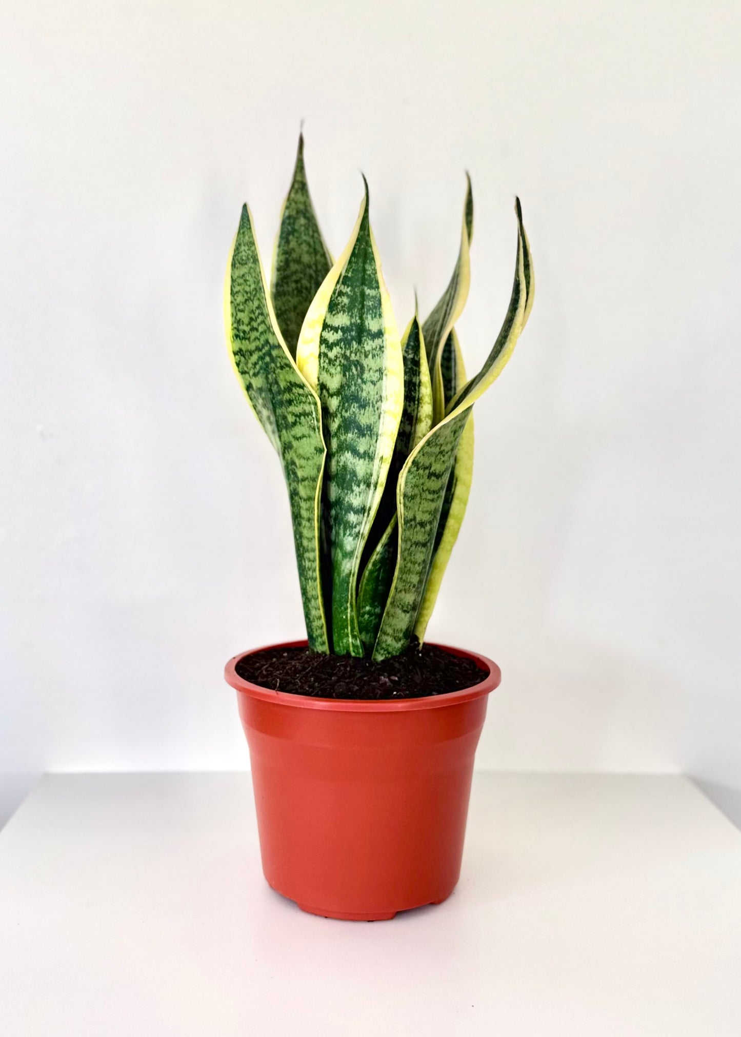 Sansevieria (lengua de suegra) en Esfera