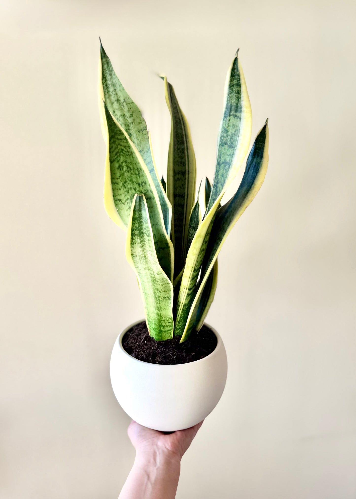 Sansevieria (lengua de suegra) en Esfera