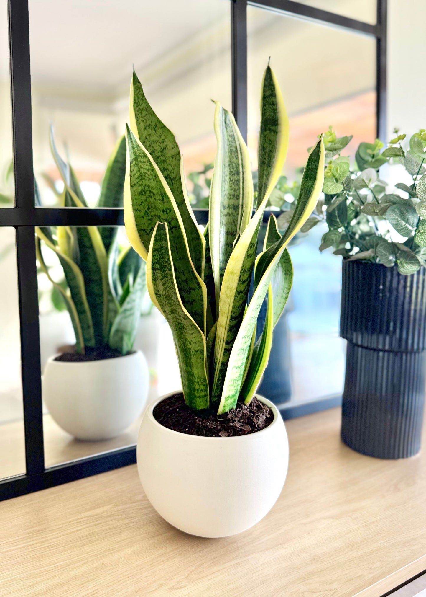 Sansevieria (lengua de suegra) en Esfera