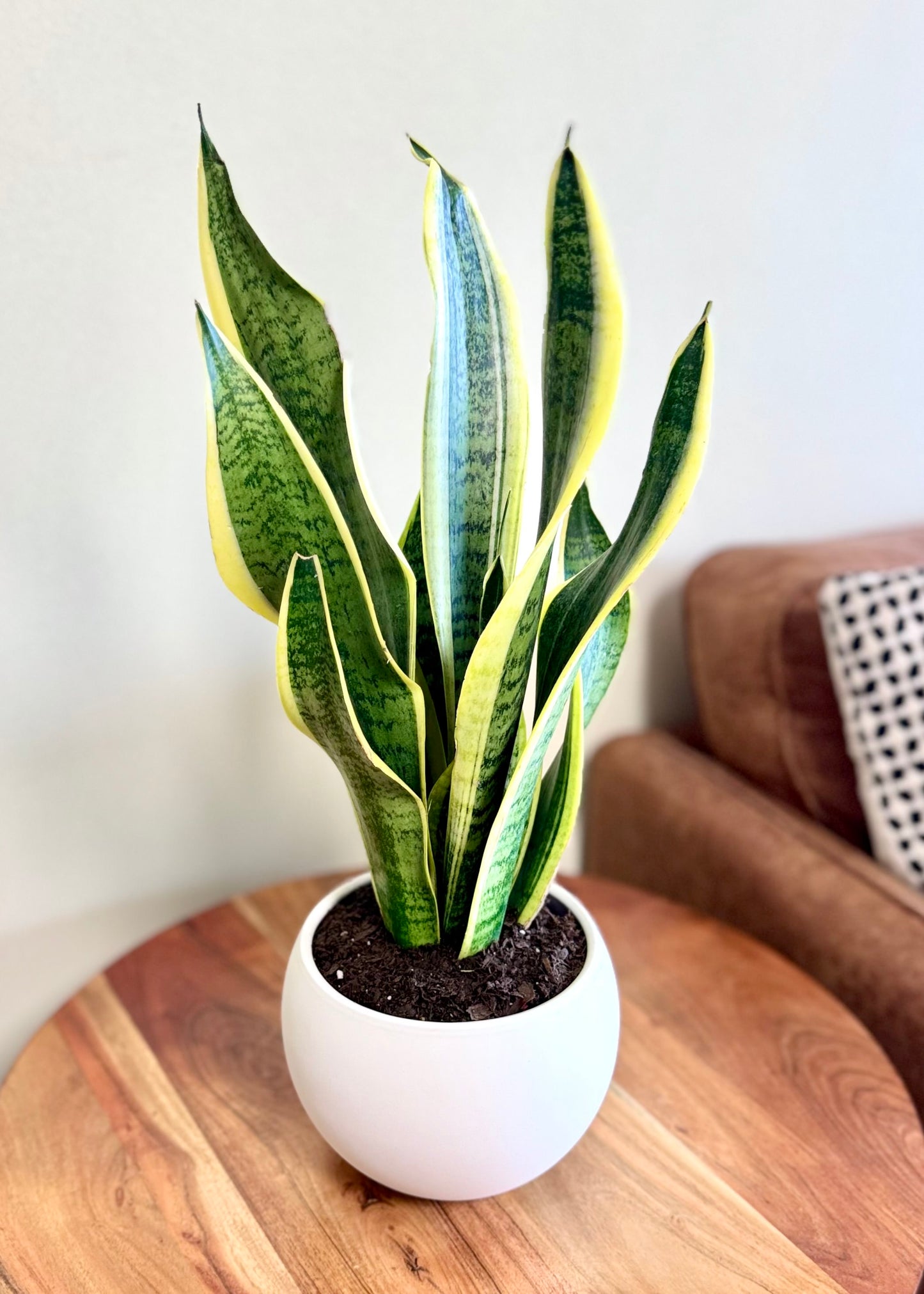 Sansevieria (lengua de suegra) en Esfera