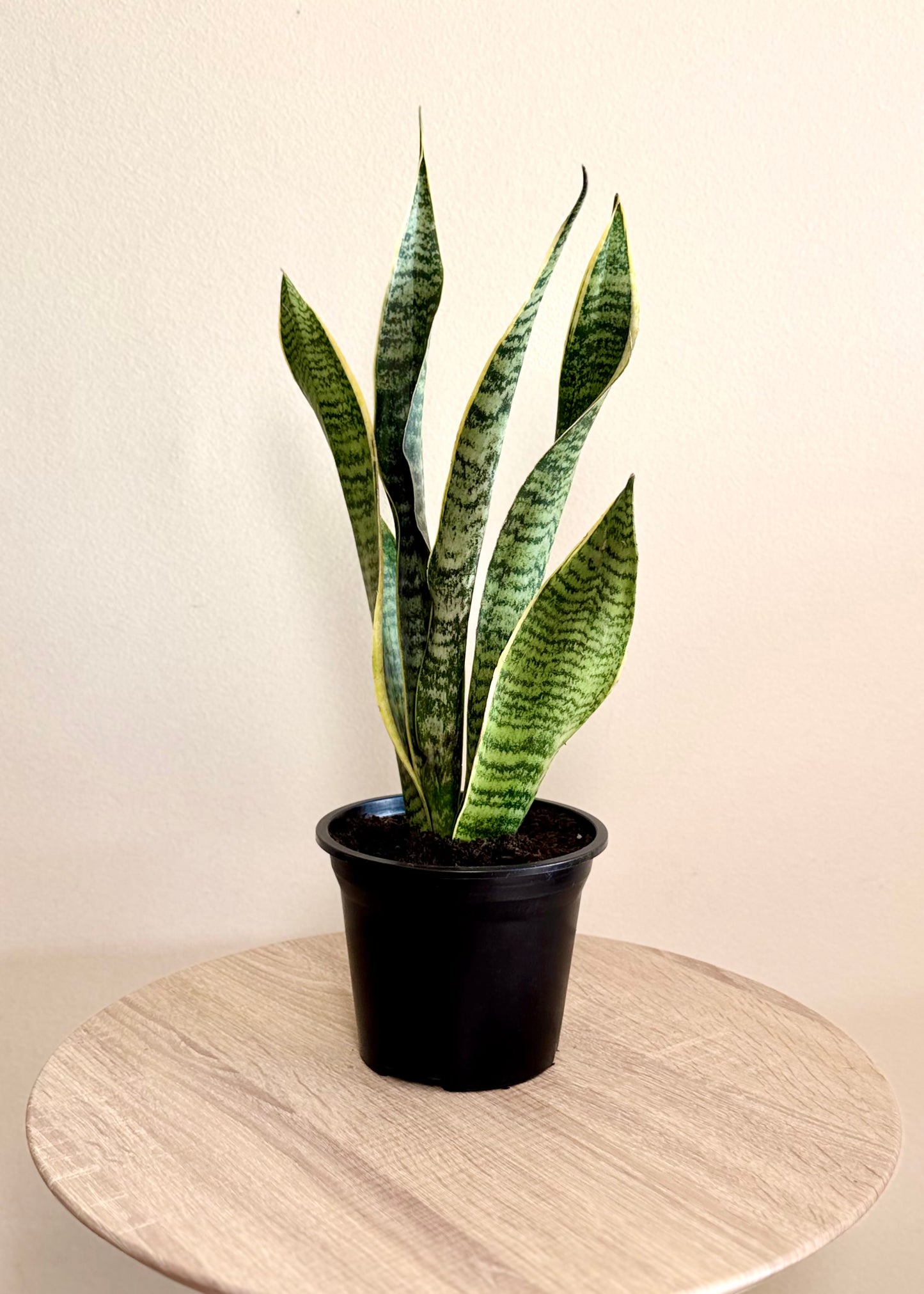 Sansevieria Laurentii (lengua de suegra)