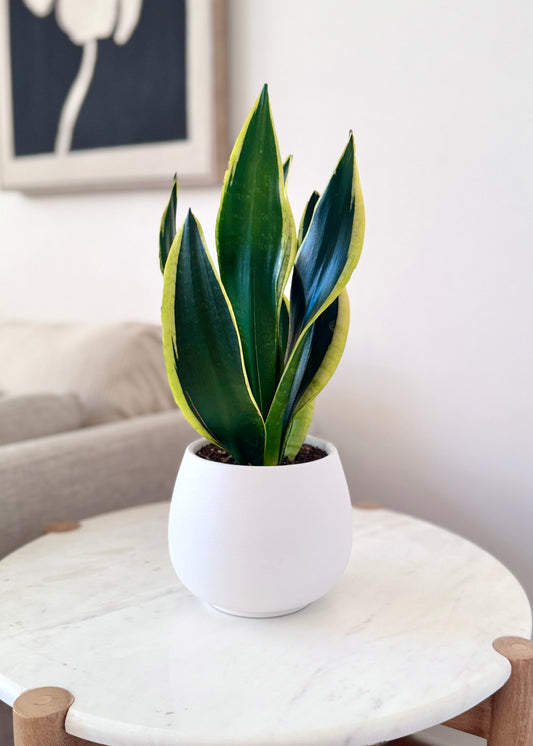 Sansevieria Black Gold (lengua de suegra)