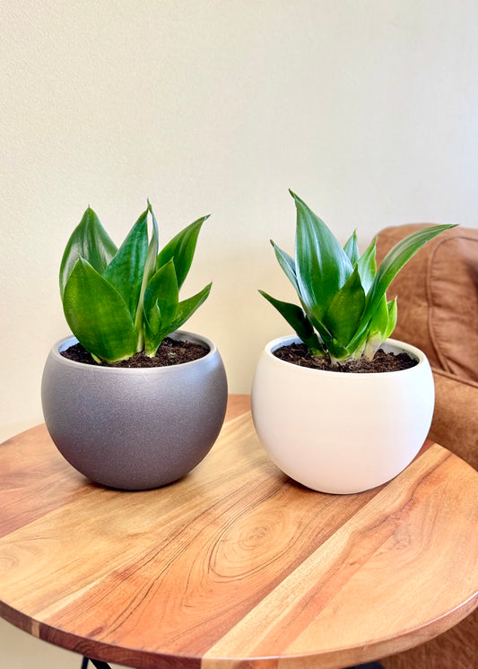 Sansevieria Hahnii Jade