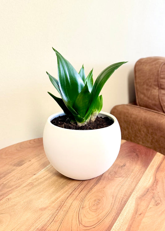 Sansevieria Hahnii Jade