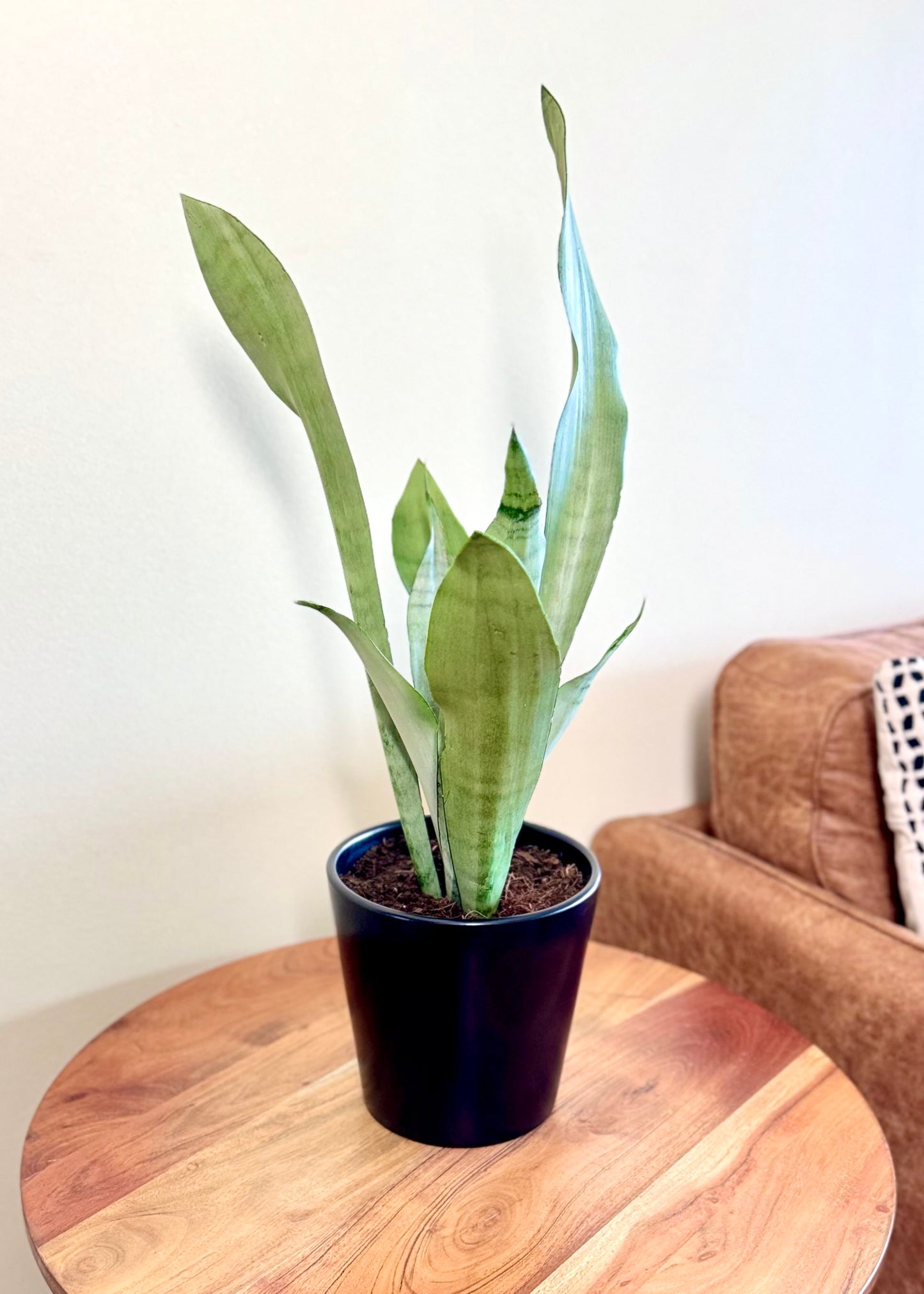 Sansevieria Moonshine