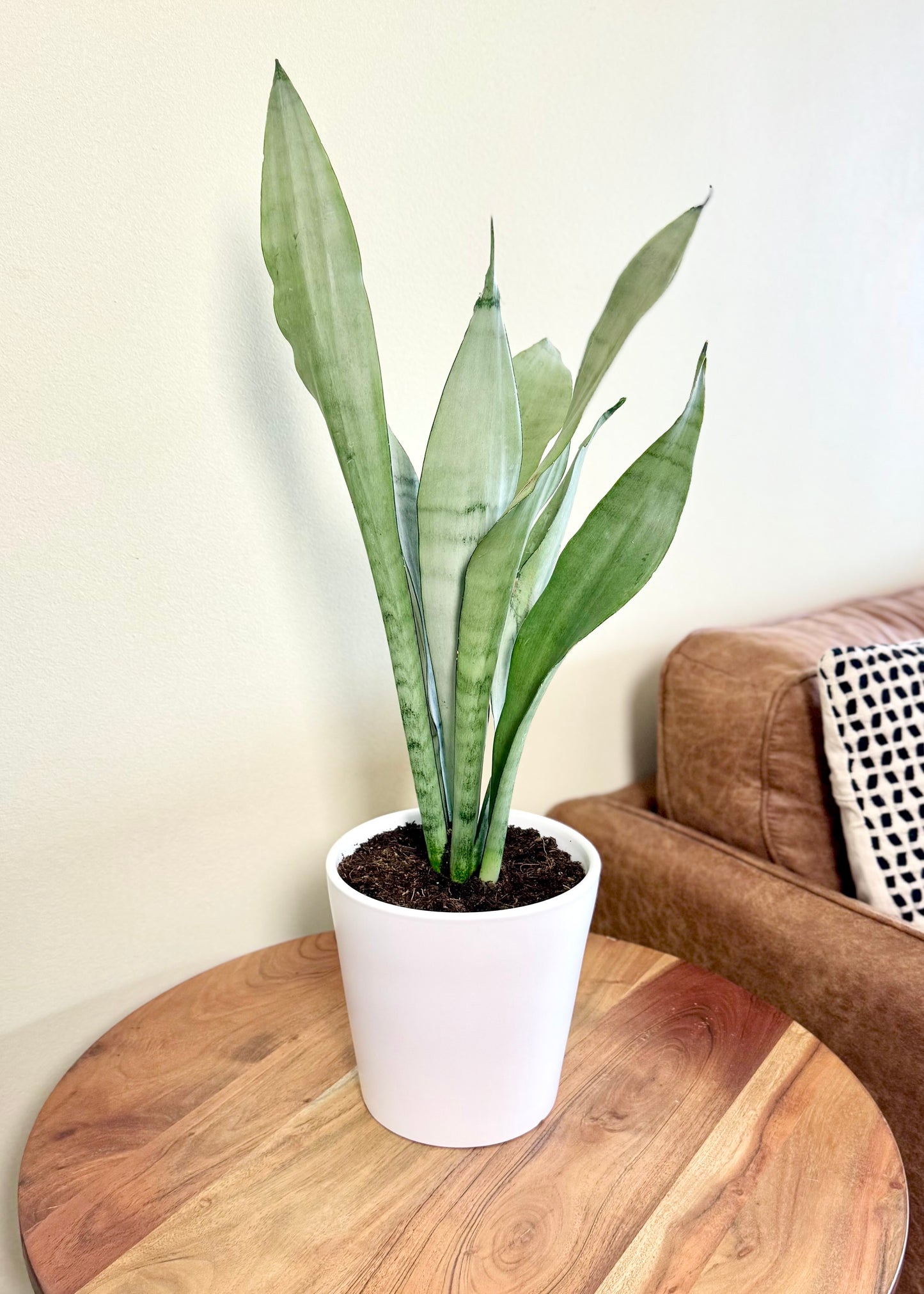 Sansevieria Moonshine