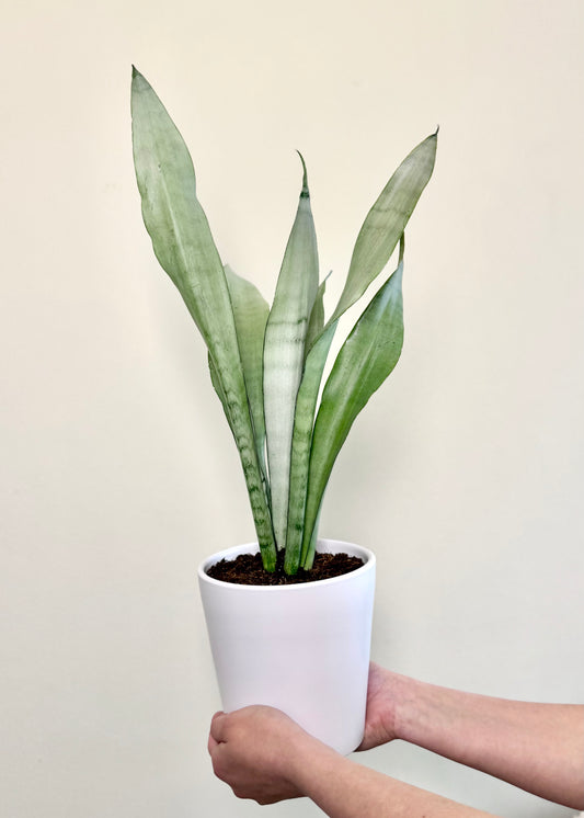 Sansevieria Moonshine