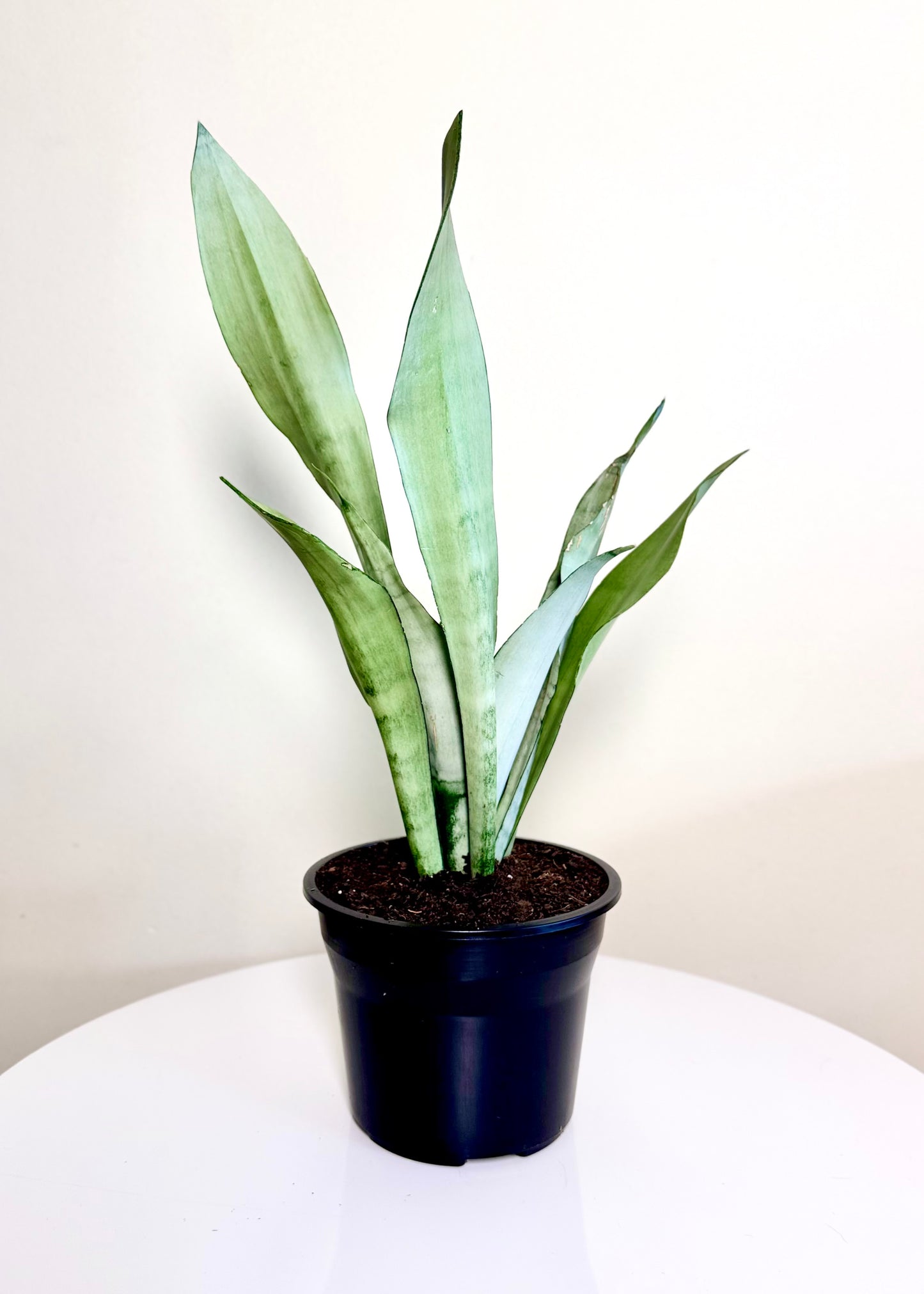 Sansevieria Moonshine