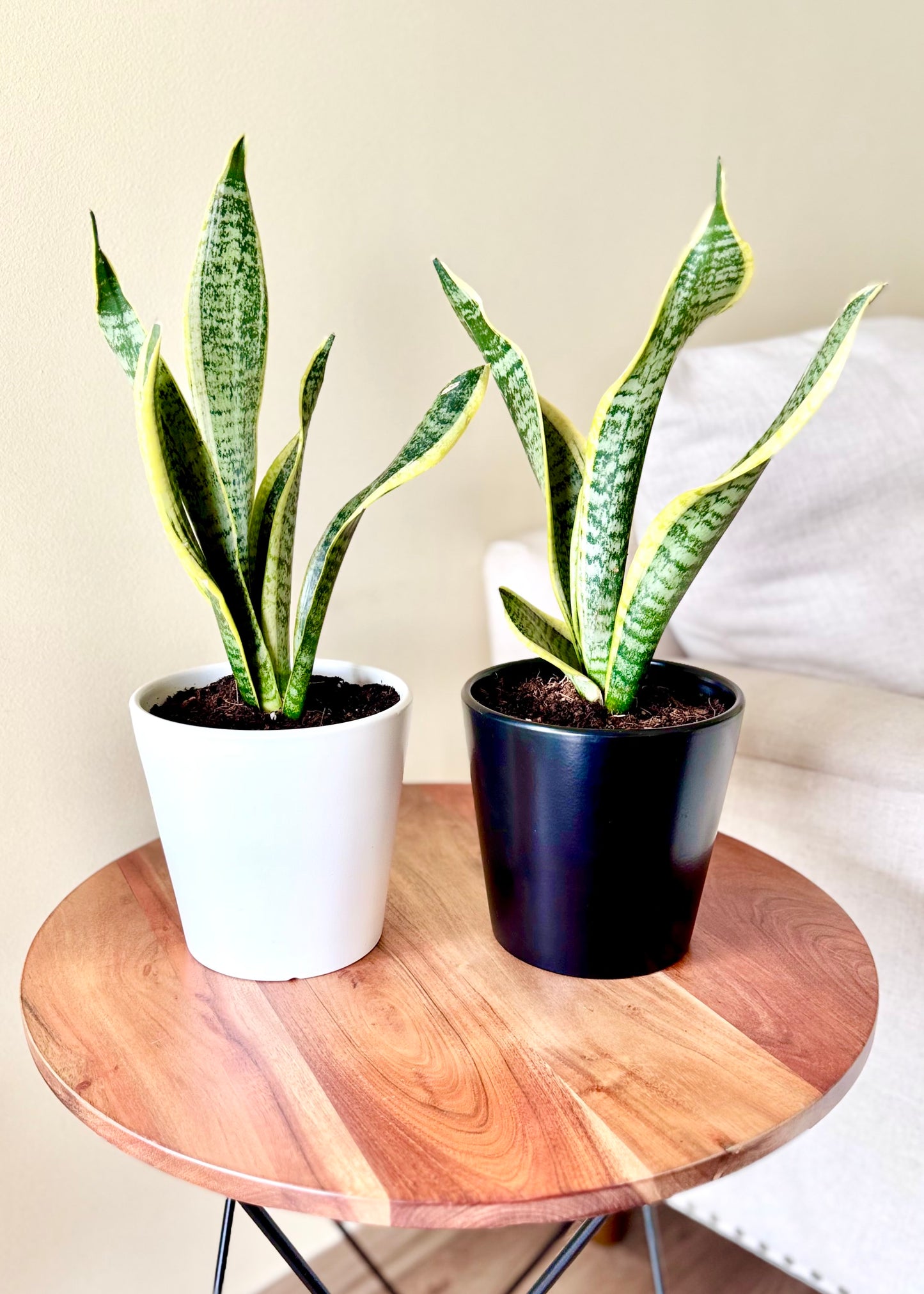Sansevieria (lengua de suegra)