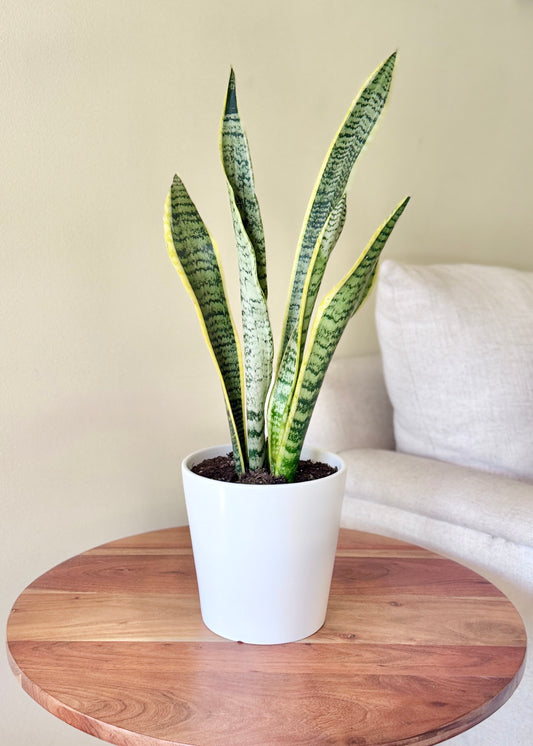 Sansevieria Laurentii (lengua de suegra)