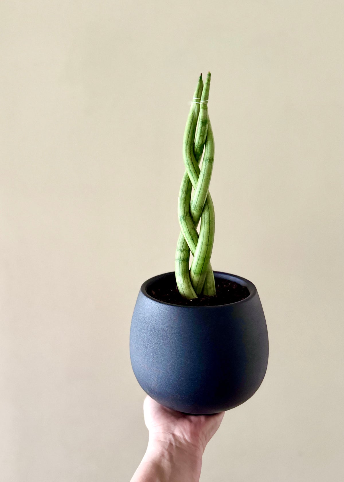 Sansevieria Cilíndrica (Tubular) Trenzada