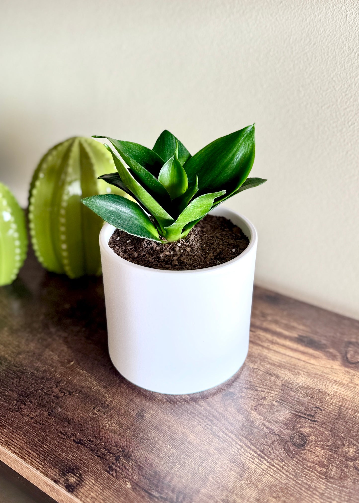 Sansevieria Hahnii Jade