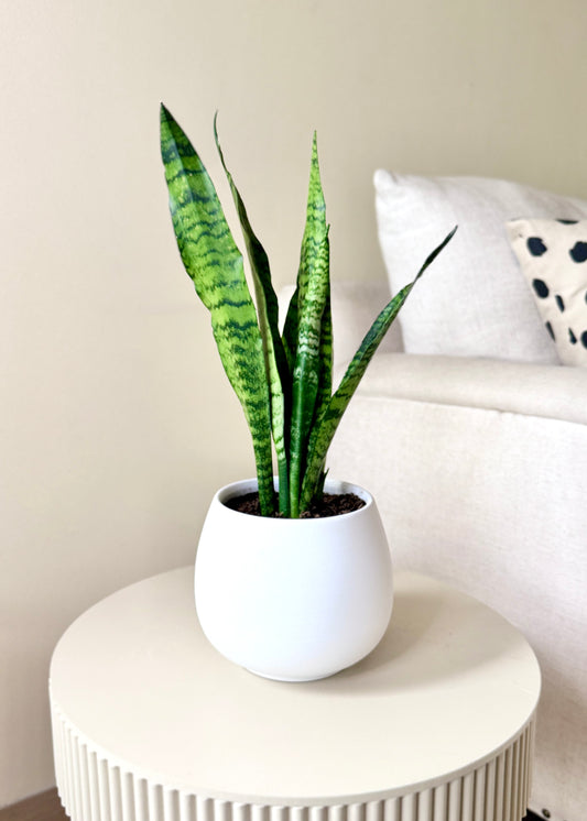 Sansevieria Zeylanica (lengua de suegra)