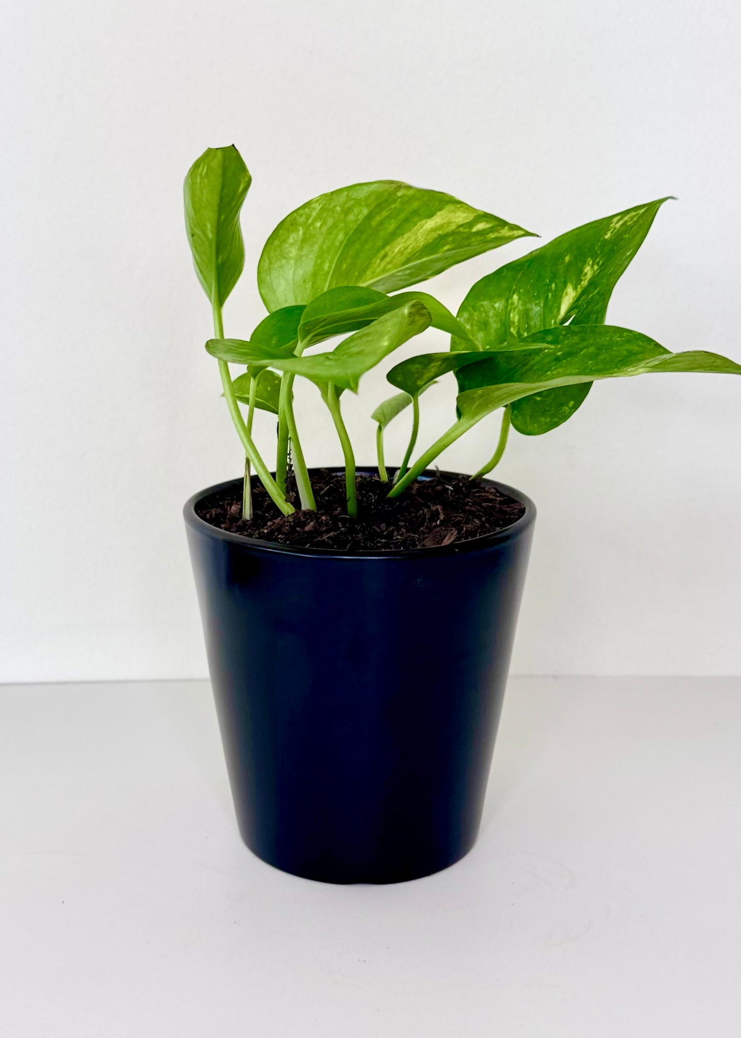 Scindapsus (Pothos)