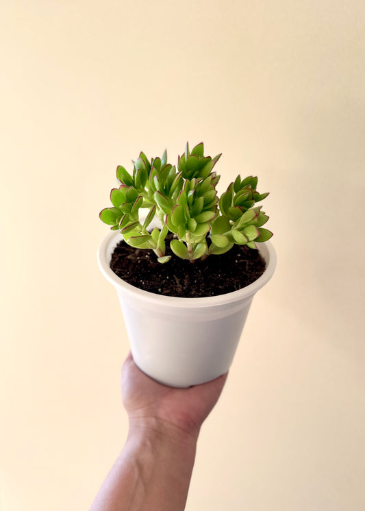 Suculenta Sorpresa
