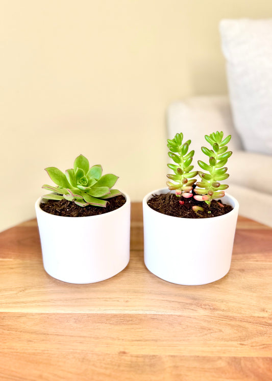 Set dúo de suculentas