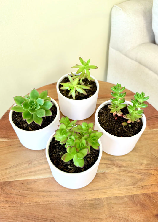 Set dúo de suculentas