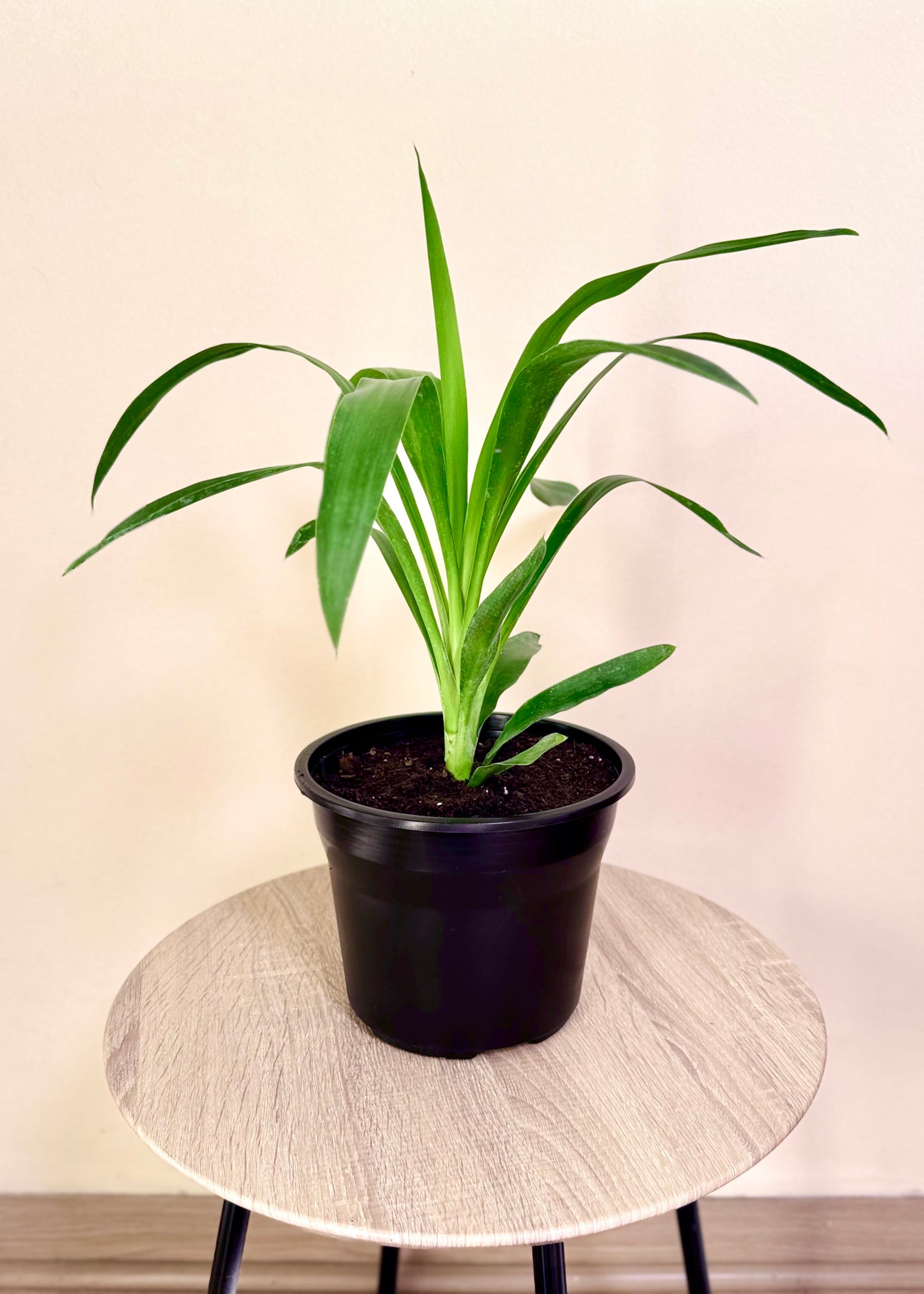 Mini Yuca (Palo de agua)