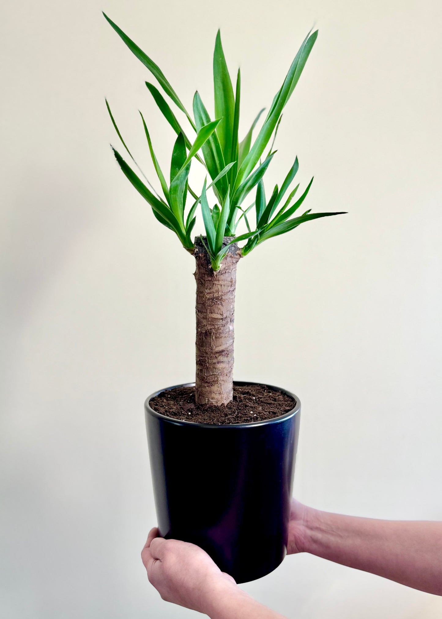 Yuca (Palo de agua)