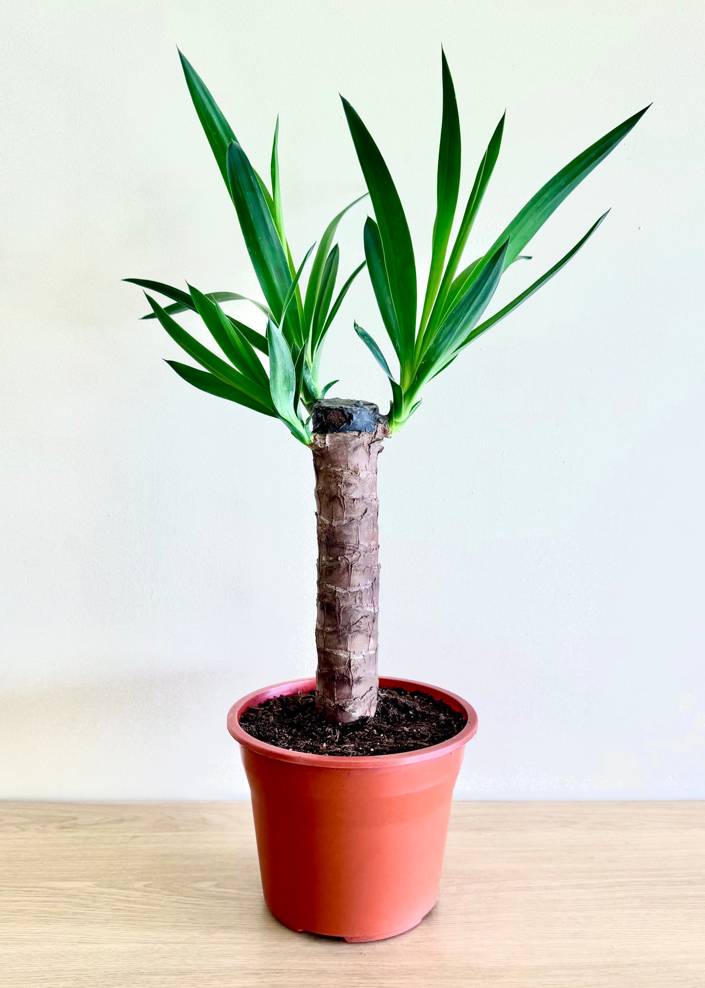 Yuca (Palo de agua)