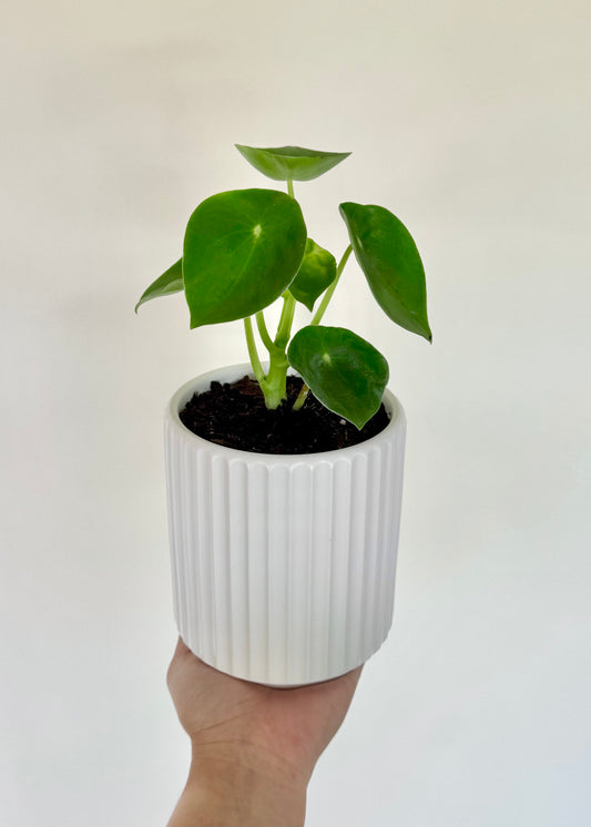 Peperomia Cucharita macetero acanalado