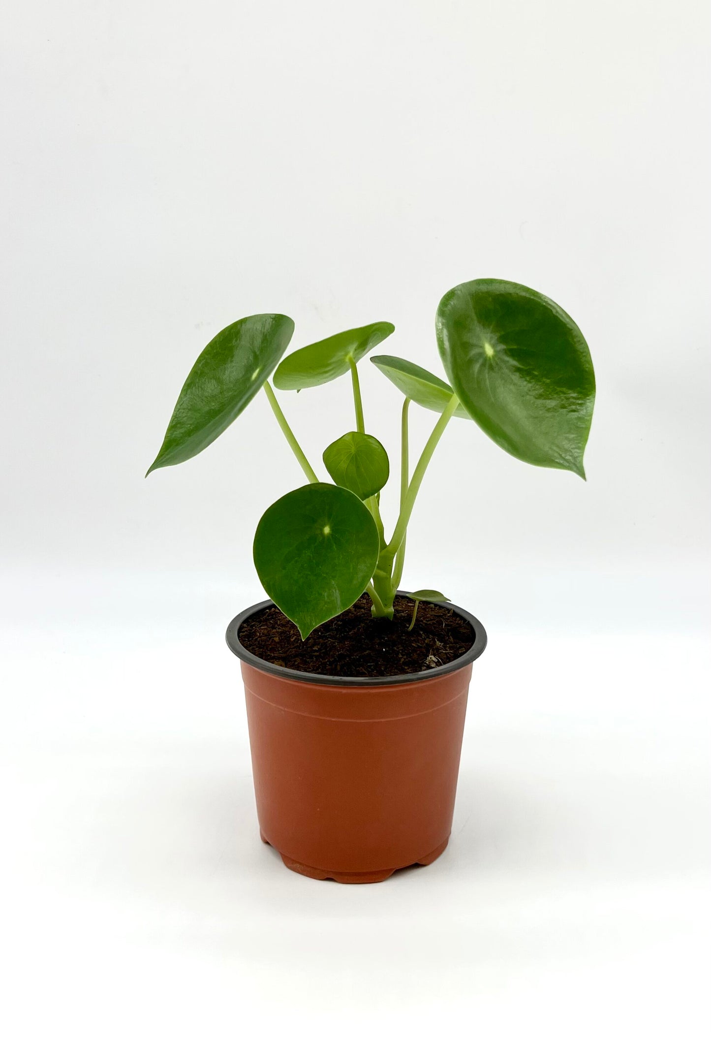 Peperomia Cucharita