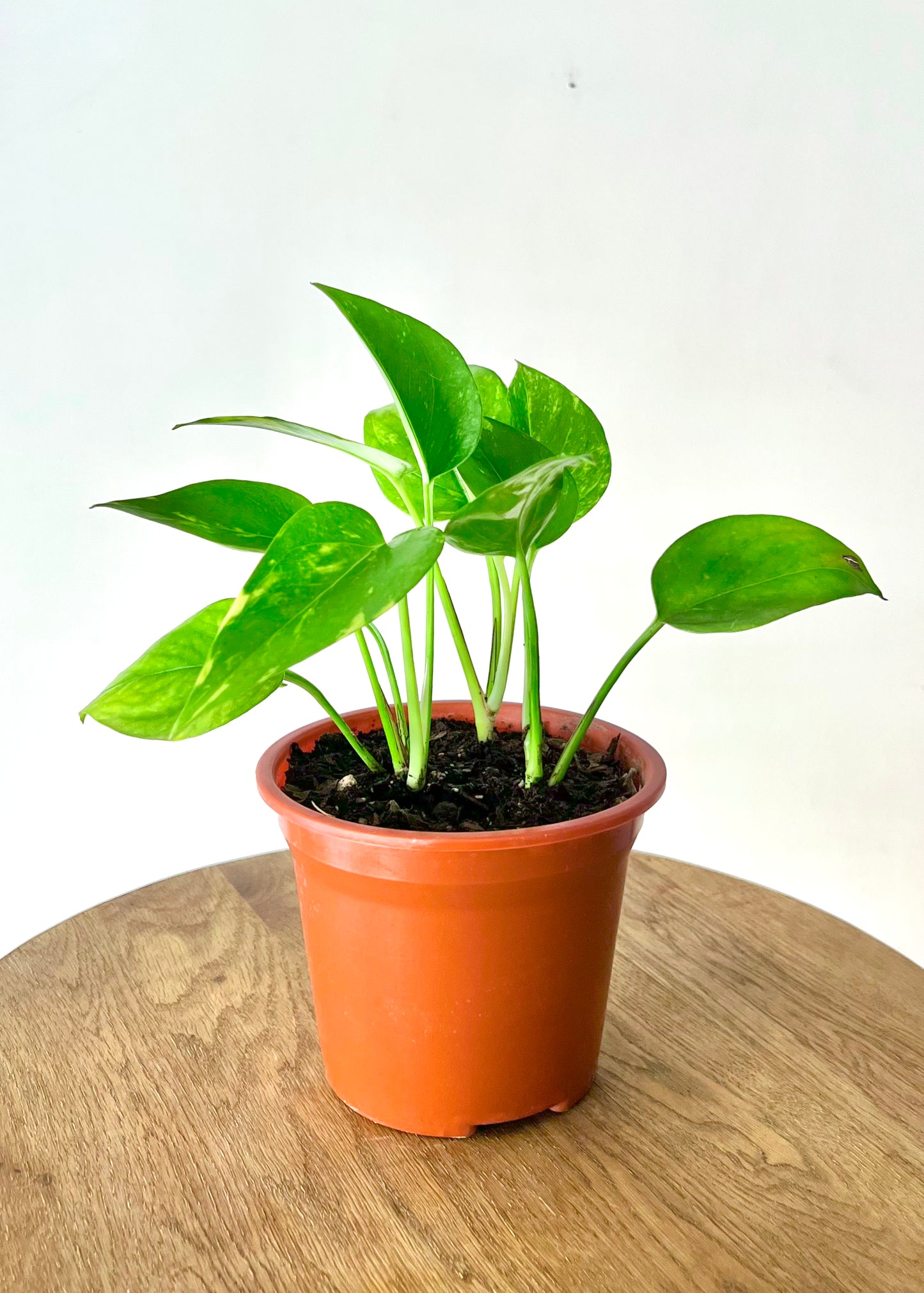 Scindapsus (Pothus) macetero Copa
