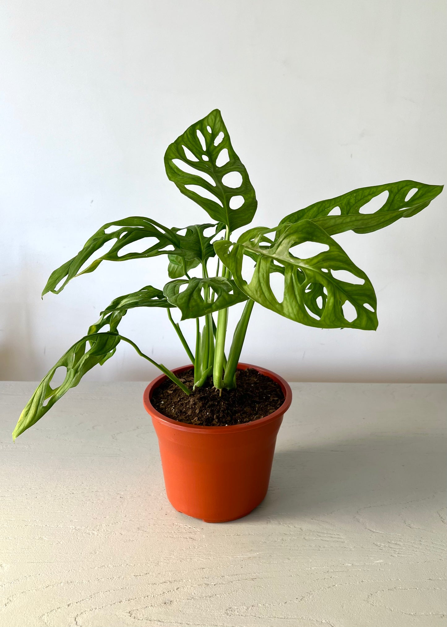 Monstera Adansonii