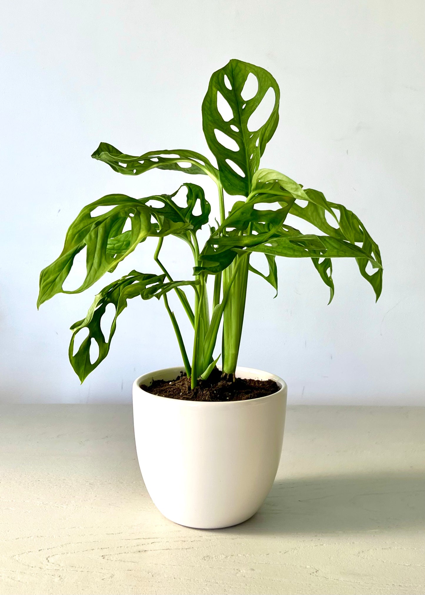 Monstera Adansonii
