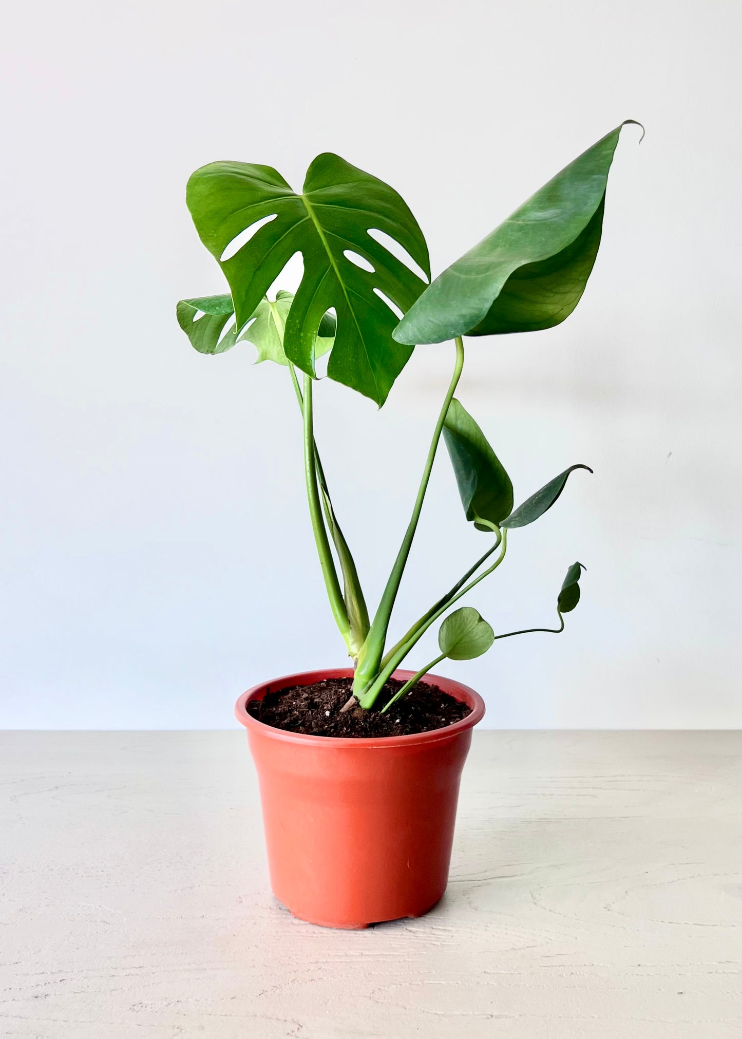 Monstera Deliciosa S