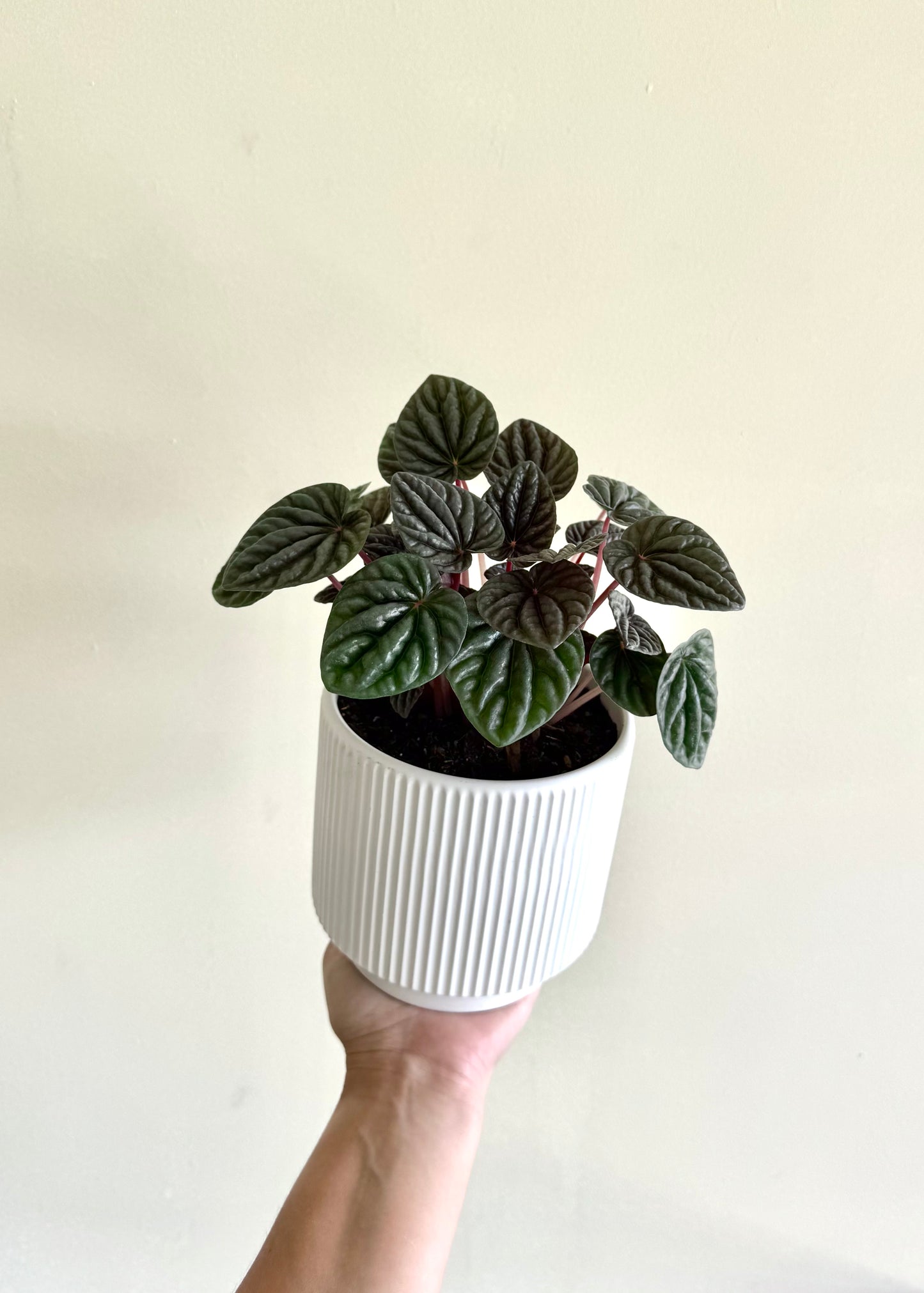 Peperomia Caperata