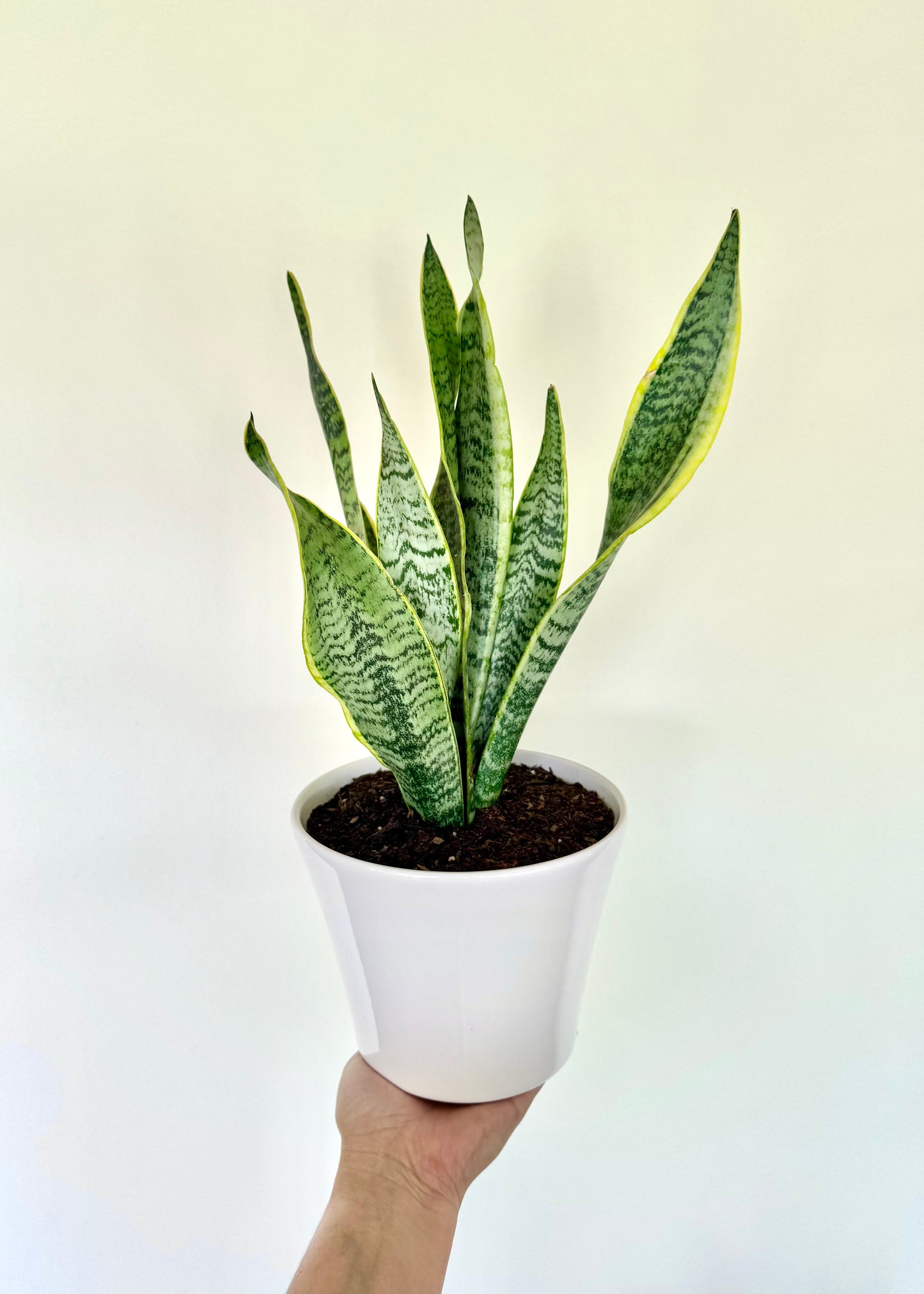 Sansevieria (lengua de suegra)