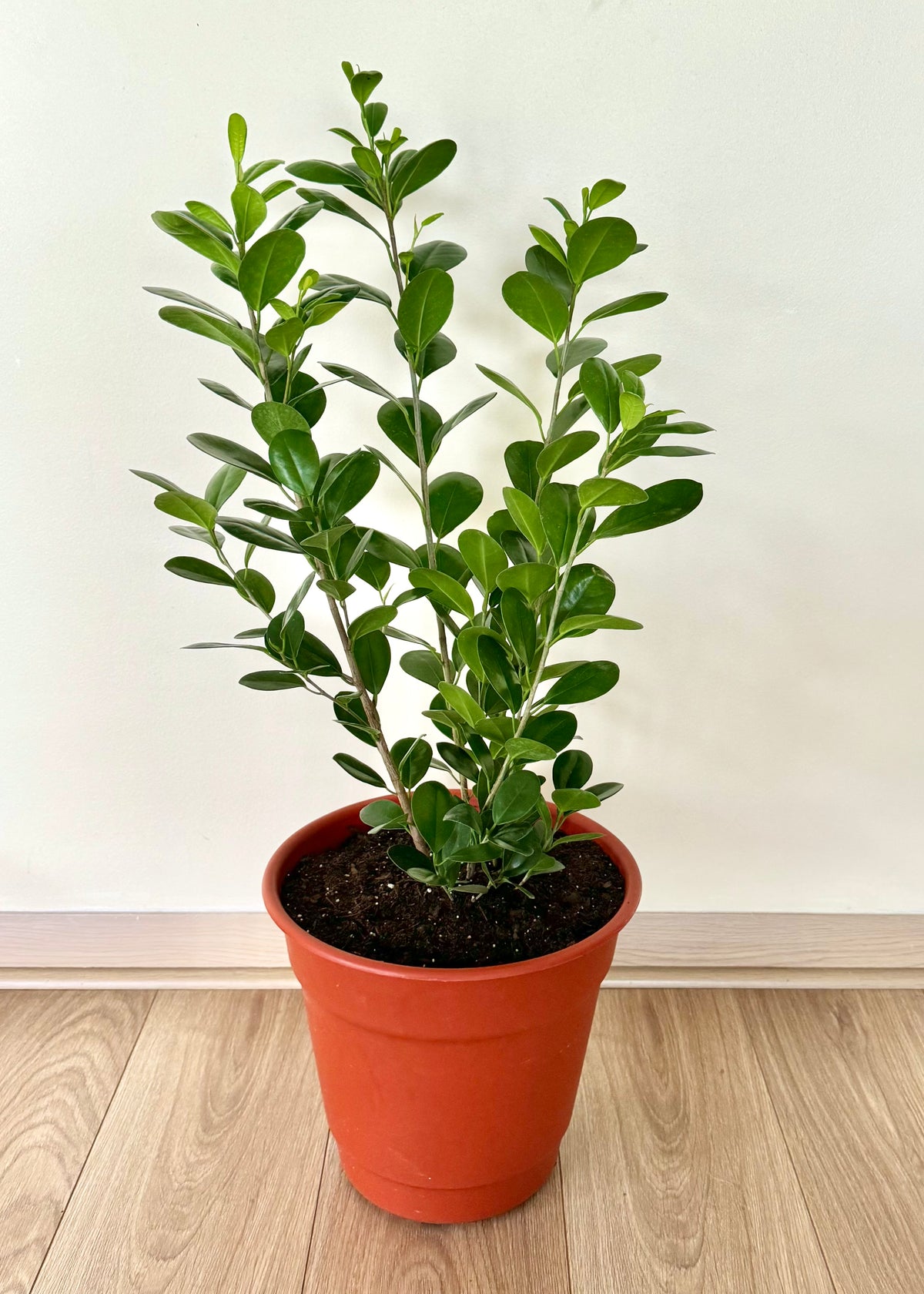 Ficus Moclame L