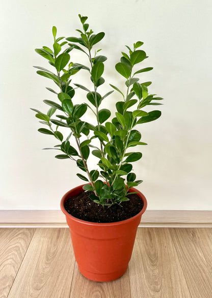Ficus Moclame L