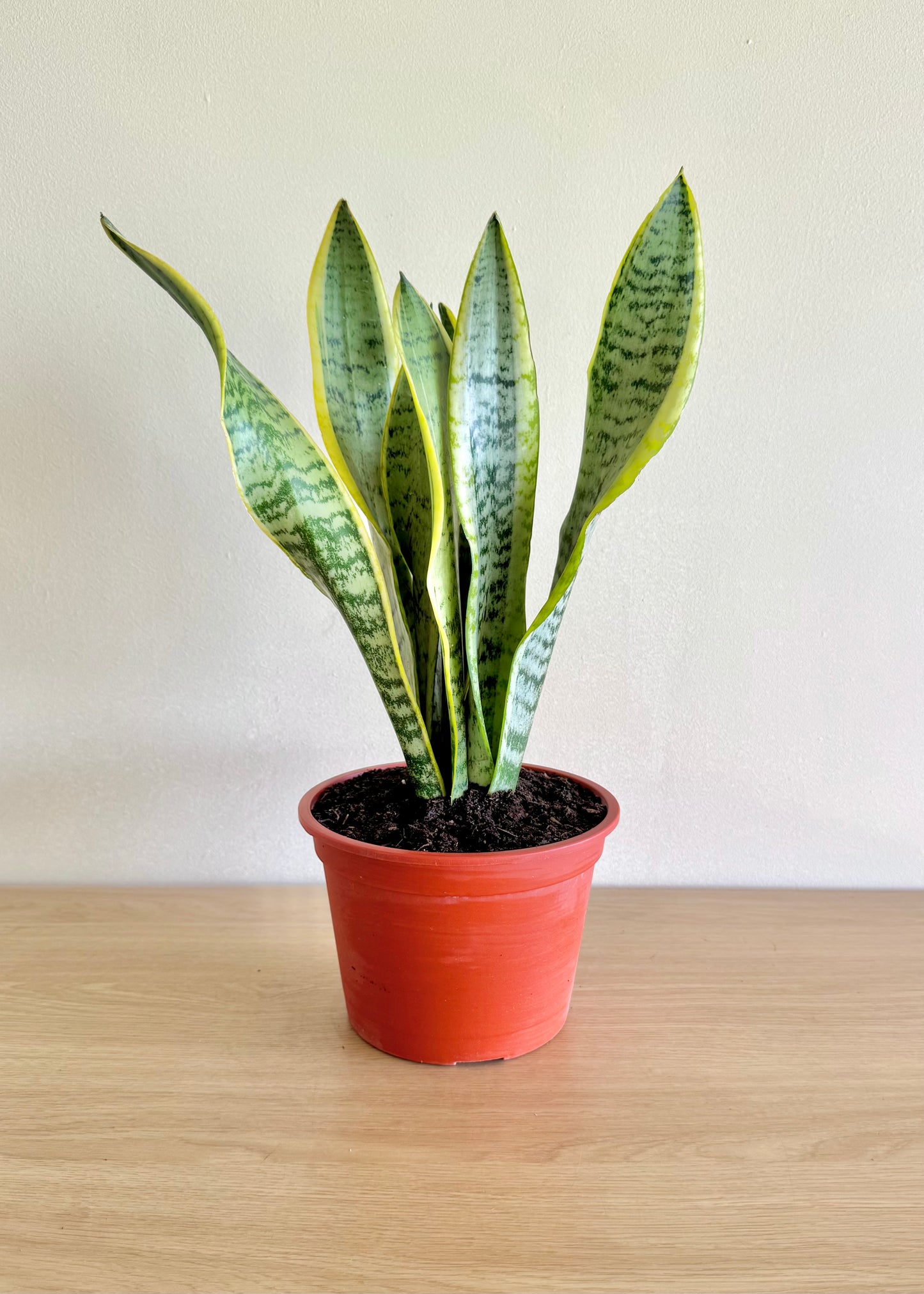 Sansevieria (lengua de suegra)